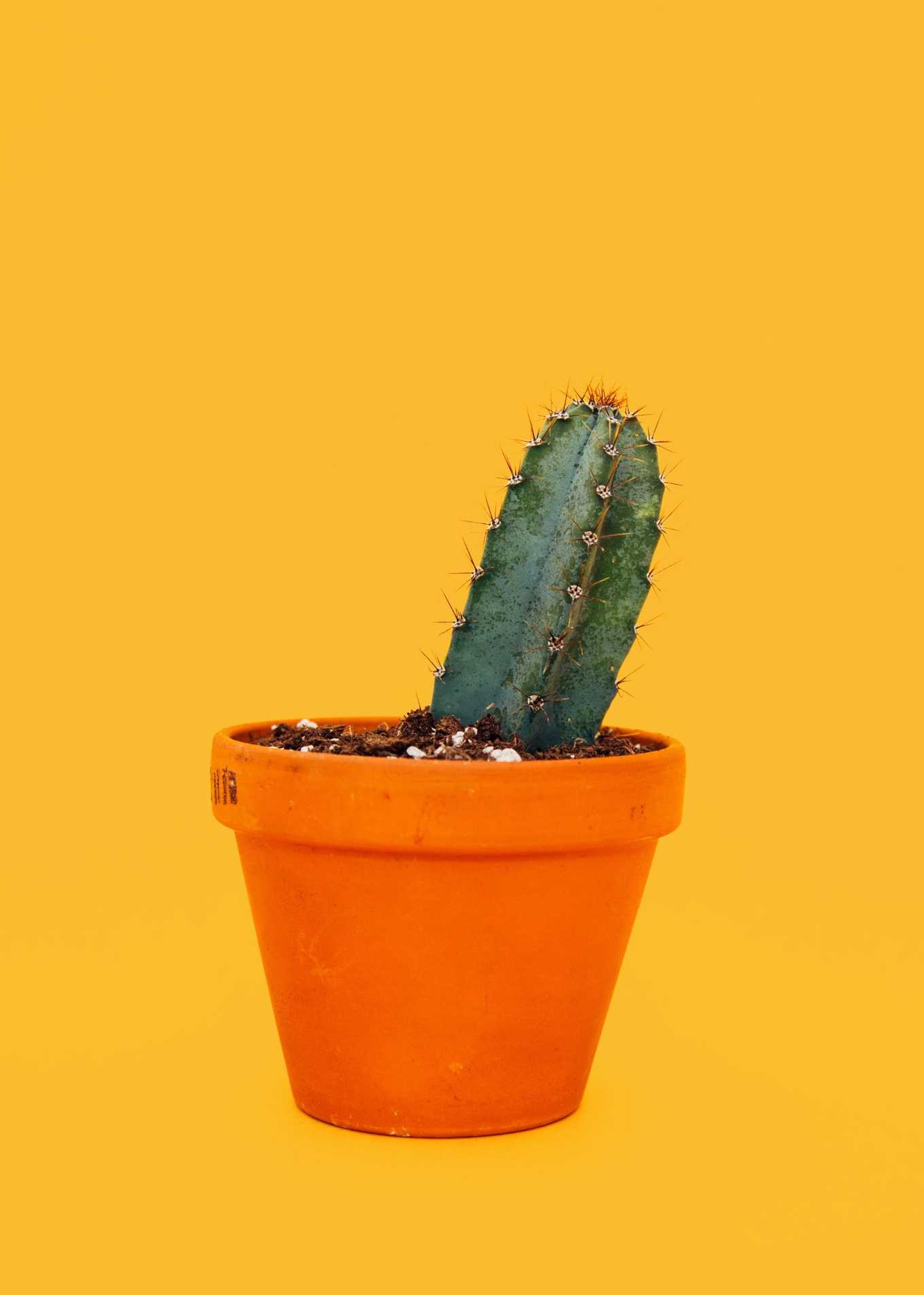 All spikes